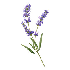 Elegant Lavender Flower Isolated on Transparent Background