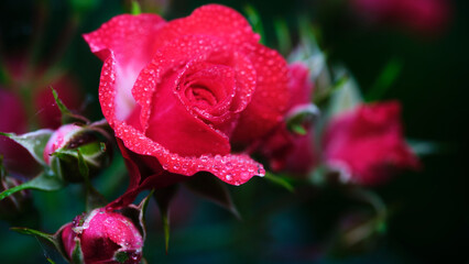 Beautiful red rose with droplets in a vibrant garden captured in nature's calm after rain