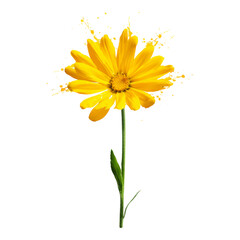 Bright Yellow Flower with Isolated Transparent Background