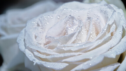 Beautiful white rose covered in raindrops, showcasing delicate petals and intricate details in...