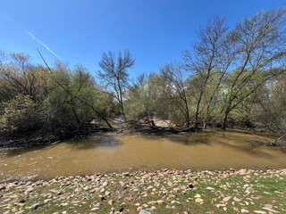 Margen del Rio Jarama, inundación, el agua cubre la base de los troncos de los árboles, aguas...