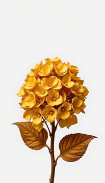 An image of a dried inflorescence of hydrangeas with puter processing inversion