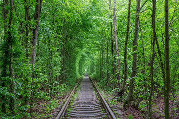 Fototapeta premium Section of railway surrounded by trees green arches in forest