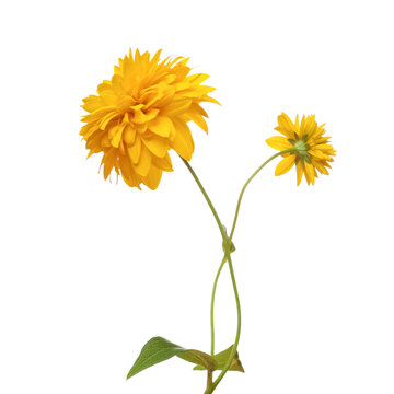 Two bright yellow flowers isolated on white background. Rudbeckia laciniata