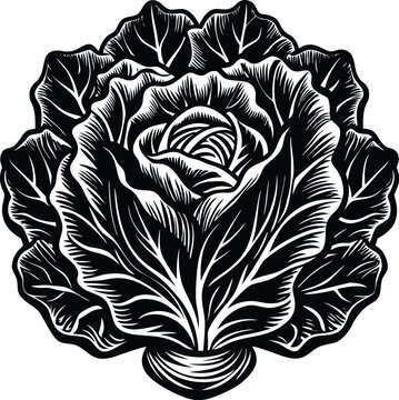Intricate Black and White Illustration of a Cabbage  A Detailed Botanical Drawing, Perfect for Culinary, Farm-to-Table, or Vintage Designs