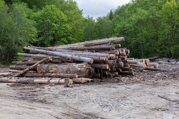 Heap of logs on ground in forest during the logging