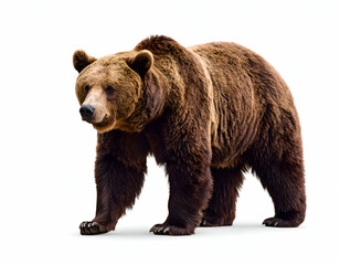 Fototapeta premium A magnificent brown bear strides confidently across a pristine white background, showcasing its powerful presence.