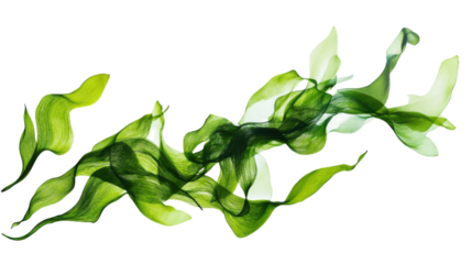 Fresh Green Wakame Seaweed with Silky Texture Ideal for Salads, Soups or Super food Use Isolated on White Background