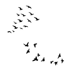 Minimalist flock of flying swallows and birds silhouettes isolated on white background. Perfect for nature, wildlife, freedom, migration, tattoo design, and decorative projects
