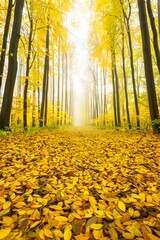 Obraz premium Autumn forest path with yellow leaves fall foliage and sunlight scenic landscape view