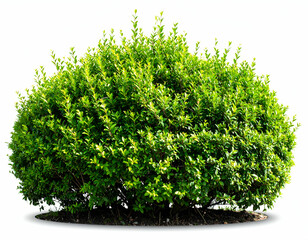 A vibrant green bush with lush foliage stands isolated on a clean white background, perfect for design elements.
