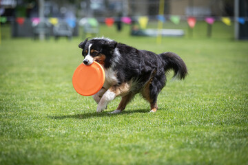 Disc dog jumping in the air