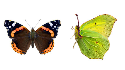 Obraz premium Two butterflies with contrasting wing colours and shapes 