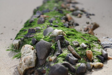 Close-up of rocks and stones covered in vibrant green seaweed or algae on a sandy beach, creating a natural textured pattern.