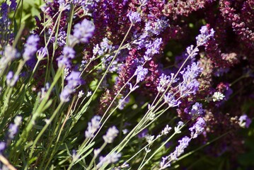lavender field in provence france