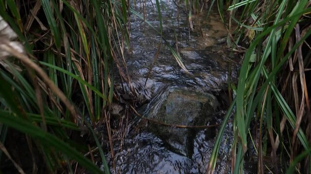 Ruisseau qui traverse la for&ecirc;t