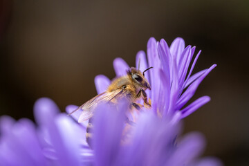 Bee on Yellow Stamens of a Purple Flower – Side Macro View