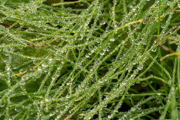 Dew-Covered Grass Blades at Sunrise &ndash; Macro Nature Scene