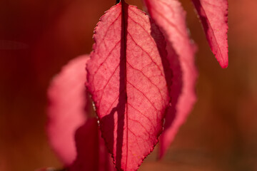 Radiant Red Autumn Leaf in Soft Focus