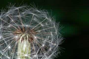 Macro Magic of Transience &ndash; Detail of a Dandelion Seed Head