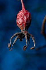 Autumn Fruit Against Blue Sky &ndash; Close-Up of a Ripe Rosehip