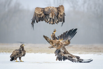 white tailed eagle in flight