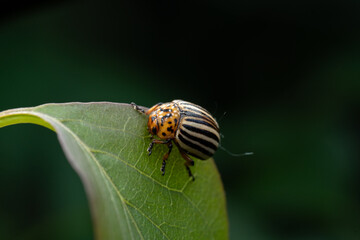 Potato Beetle in Focus – Macro Insect on Leaf
