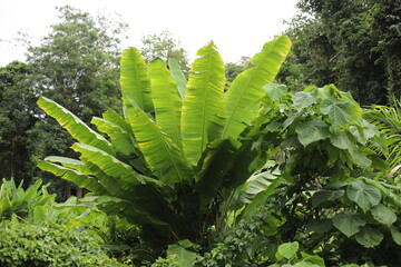 Tropical banana plant with large green leaves growing in dense jungle vegetation, surrounded by...