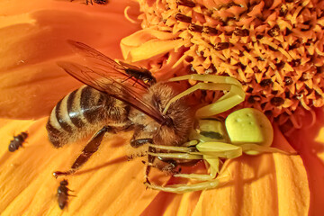 Green crab spider (Misumena vatia) ambushing and feeding on a honeybee on a vibrant orange flower...