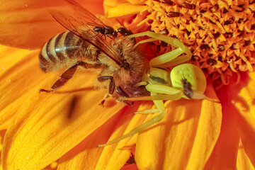 Green crab spider (Misumena vatia) ambushing and feeding on a honeybee on a vibrant orange flower...