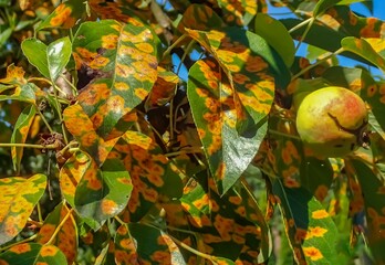 Pear rust infection on leaves — vivid orange fungal spots caused by Gymnosporangium sabinae, common in European gardens. Macro and tree-level detail