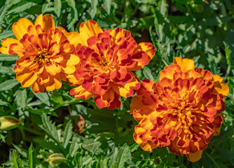 Vibrant marigold (Tagetes) flowers in full bloom. Close-up view of orange and bicolored petals contrasting with lush green foliage in sunlight