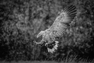 eagle in flight