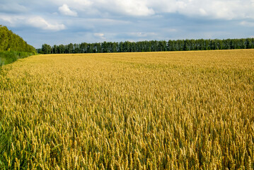 Steps with brains. A huge field of ripening wheat under the bright sun.