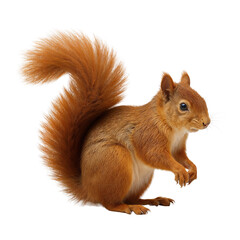 Fototapeta premium squirrel on a branch