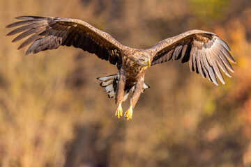 eagle in flight
