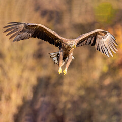 eagle in flight