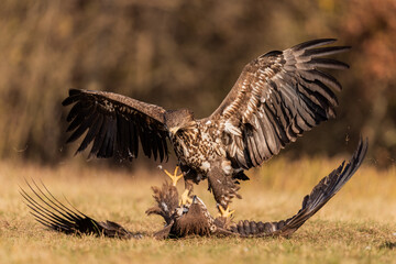 eagle in flight