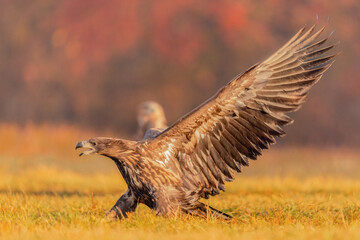 eagle in flight