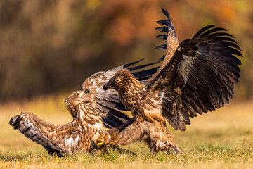 eagle in flight
