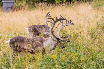 red deer in the grass