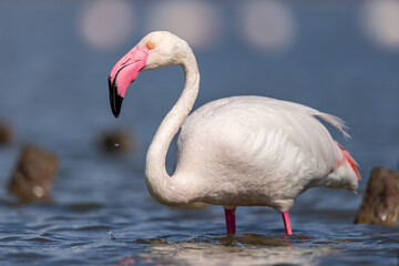 pink flamingo in water