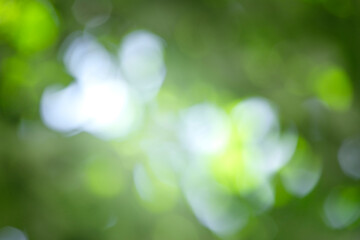 Green defocused foliage background,summer blurred abstract backdrop, bokeh.