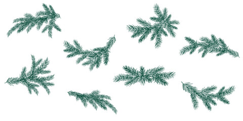 Set of Christmas Pine Tree Branches, Vector Illustrations © Elena Efremova