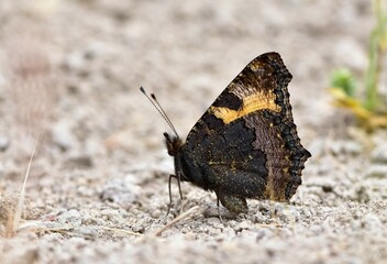 wildlife images. photos of various butterflies.