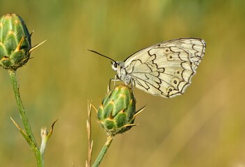 flowers and butterfly in natural life