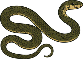 Obraz premium vector illustration of a snake
