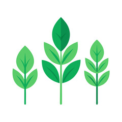 green leaf isolated on white background