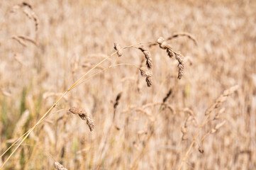 Golden wheat field at the Flemish countryside in Ternat, Flemish Brabant, Belgium