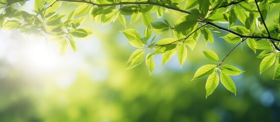 Obraz premium Sunlit green bamboo leaves in a lush forest, embodying nature's fresh growth and beauty